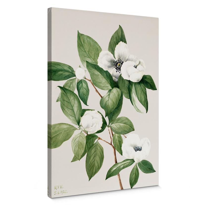 Lienzo ilustración botánica de una camelia simulada - Walcott