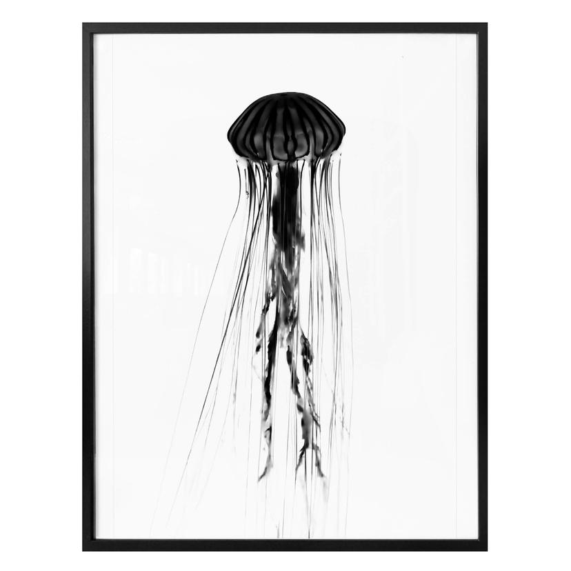 Poster - Méduse noire