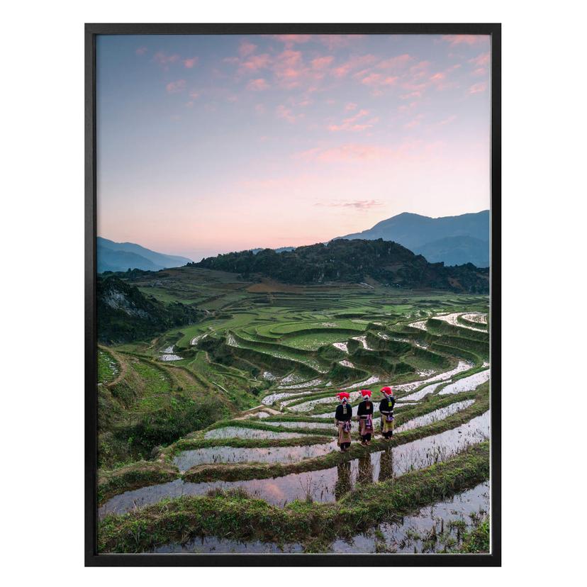 Póster Colombo - Terrazas de arroz en Vietnam