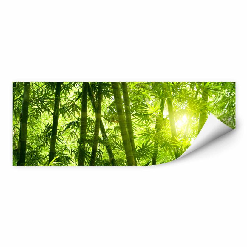 Muurprints Zonneschijn in een Bamboebos - Panorama