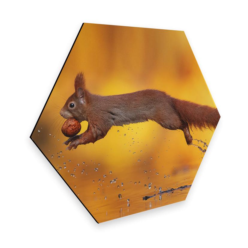 Hexagon Dibond van Duijn - Springende Eekhoorn