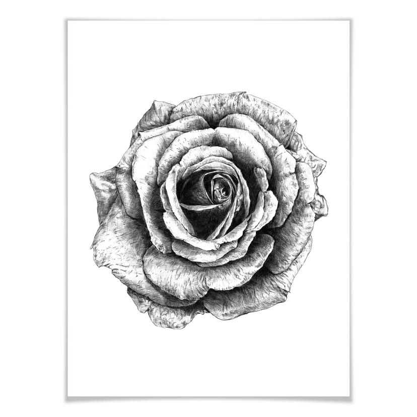 Poster Kools - Rose
