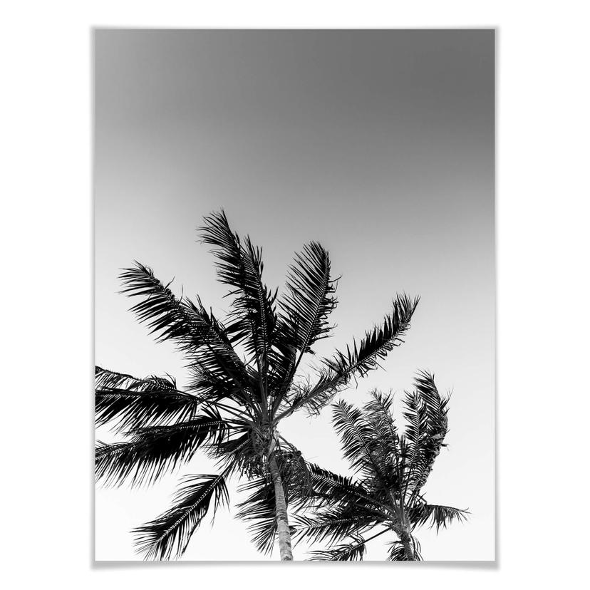 Poster – Palme nel vento