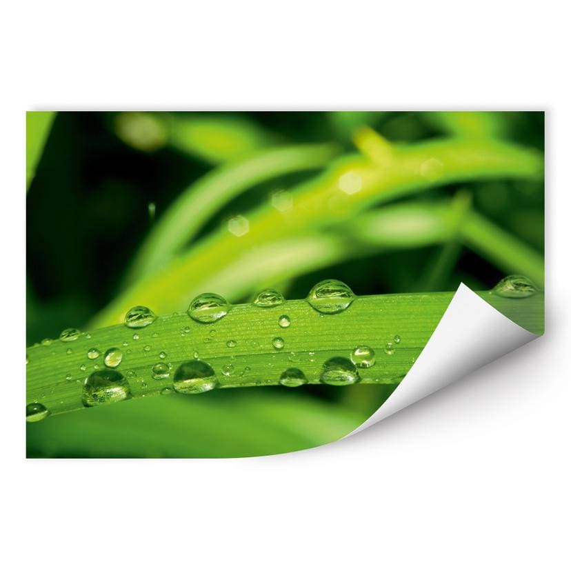 Poster autocollant - W - Nature 5