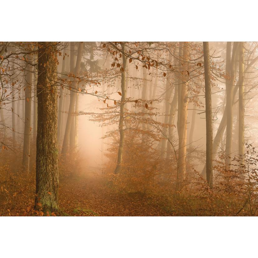 Fototapet i skogen - dimma och ljus i en höstskog - Maier