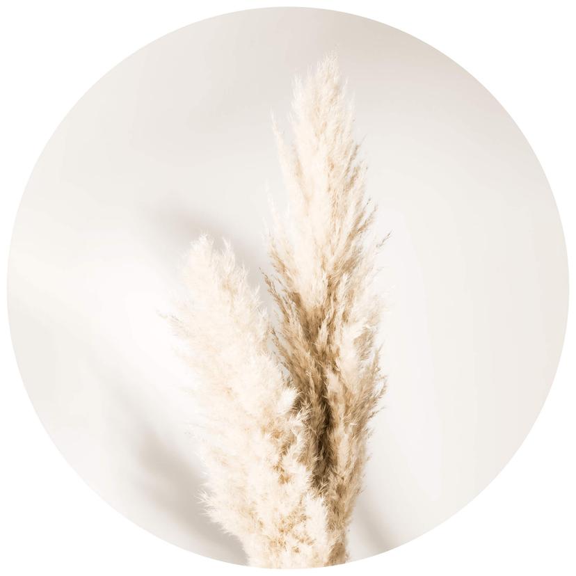 1X Studio - Bundet pampasgräs - Rund Fototapet - non-woven tapet/självhäftande non-woven tapet
