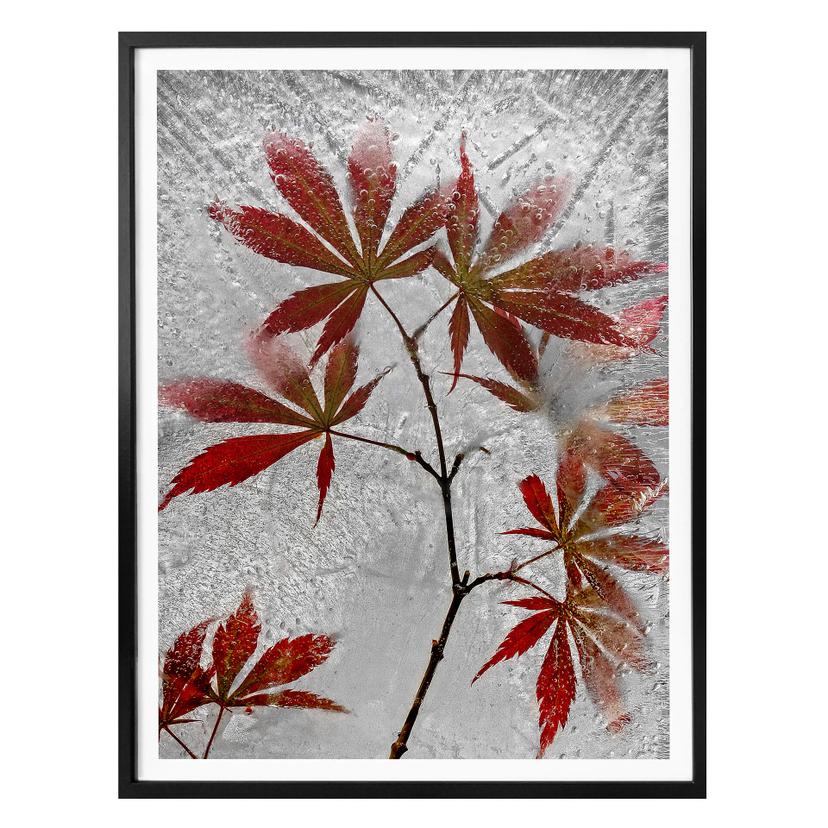 Poster Losada - Erable rouge
