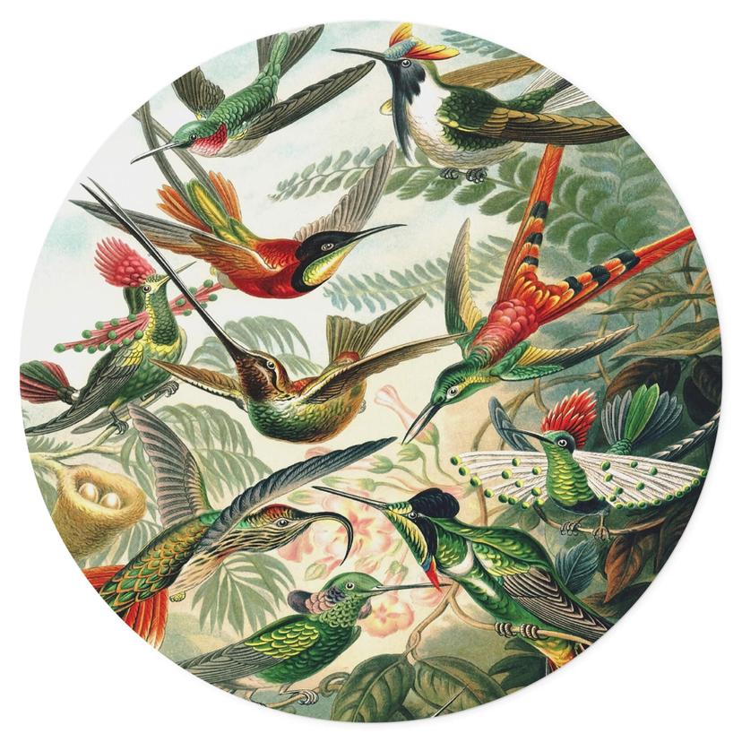 Adesivo murale Haeckel - Colibrì - Rotondo