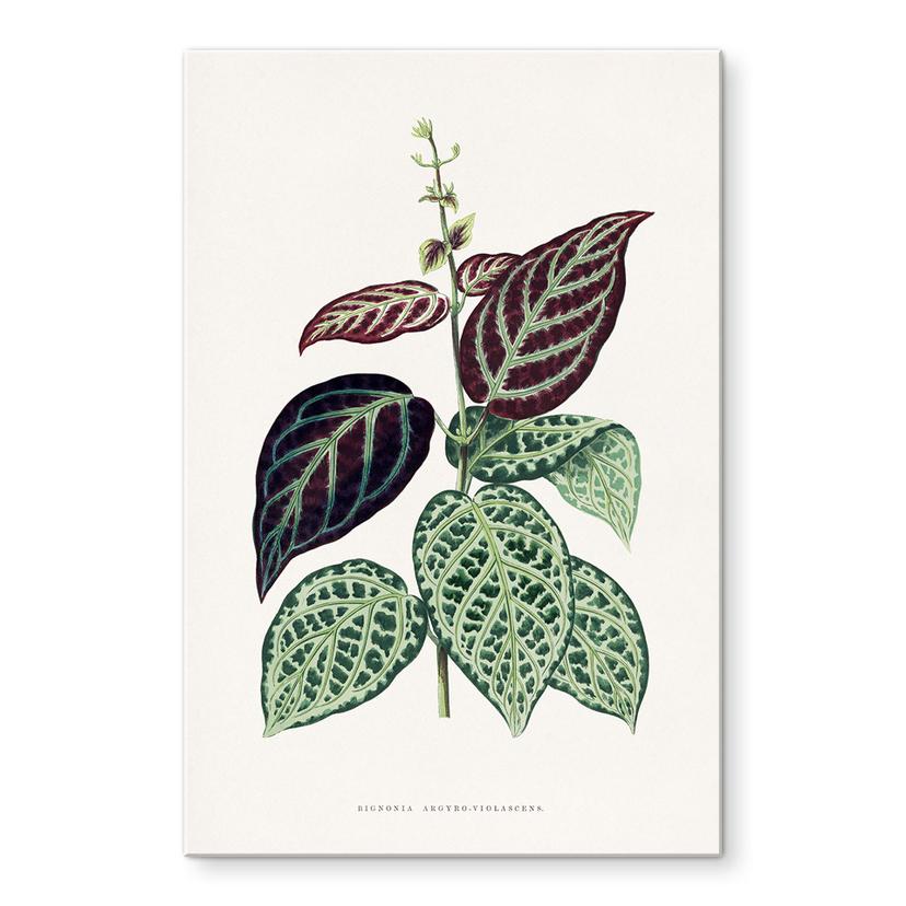Tableau sur verre acrylique Illustration de feuille - Bignonia Argyro Violascea