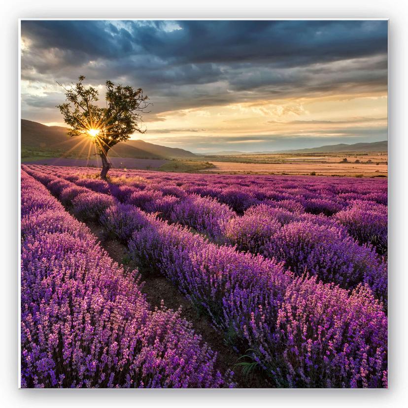 Tableau Forex - Floraison de lavande en Provence - format carré