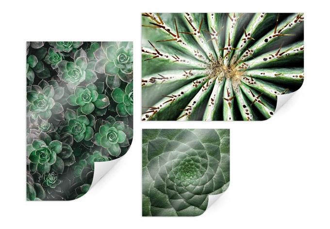 Poster - Set de succulentes (3 parties)
