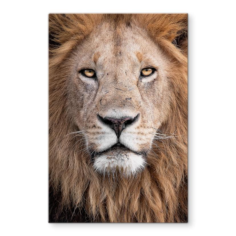 Tableau sur verre van Duijn - Regard du lion