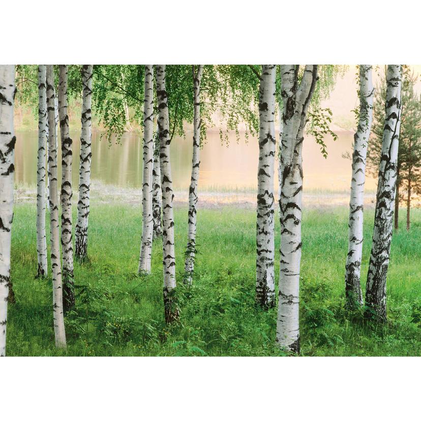 Carta da parati in carta Foresta del Nord