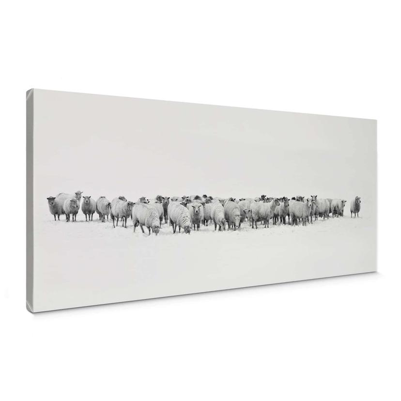 Canvas Kudde Schapen - Panorama