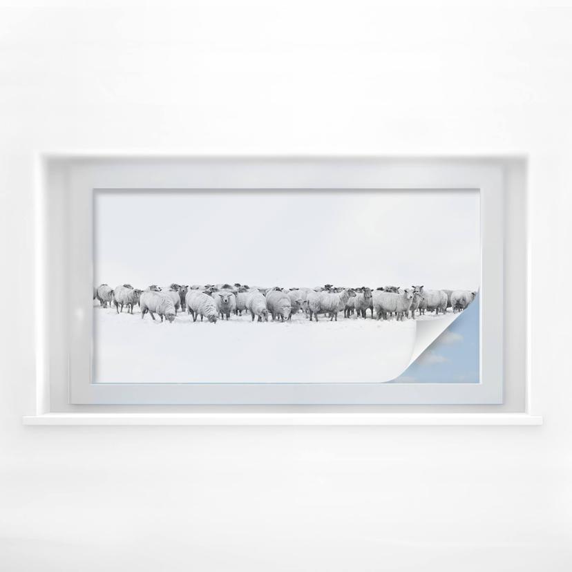 Rebaño de ovejas - Panorama