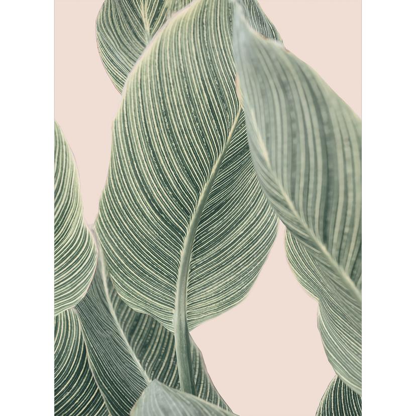 Fotomurale Pianta di calathea - Sisi & Seb