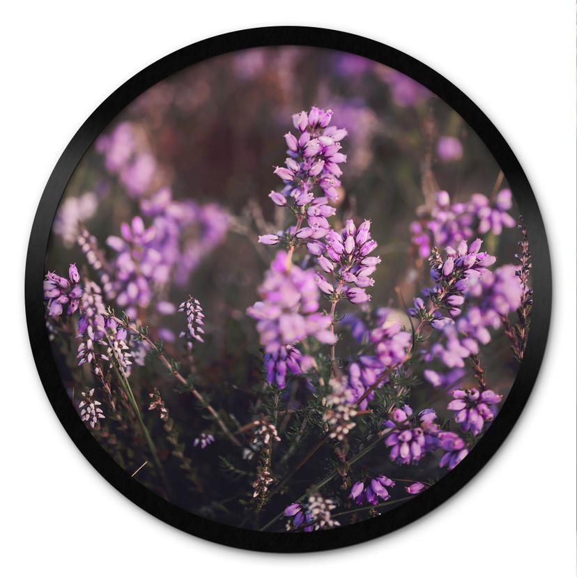 Naturplakat med lilla lyngblomst i varmt lys - Annie - Round