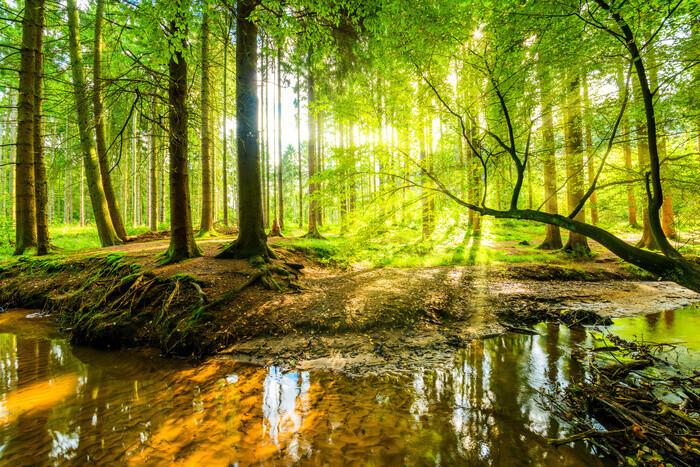 Plakat Spring Forrest, plakat (120 x 80 cm)