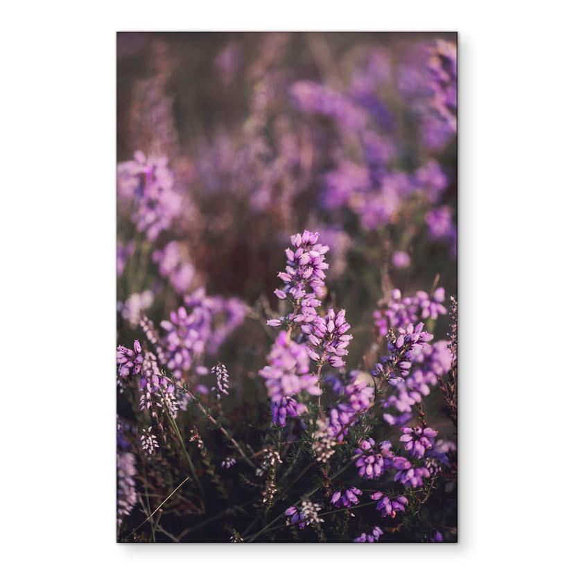 Billede af lilla lyngblomst i varmt lys | naturfotografering til stuen - Annie – print på aluminium