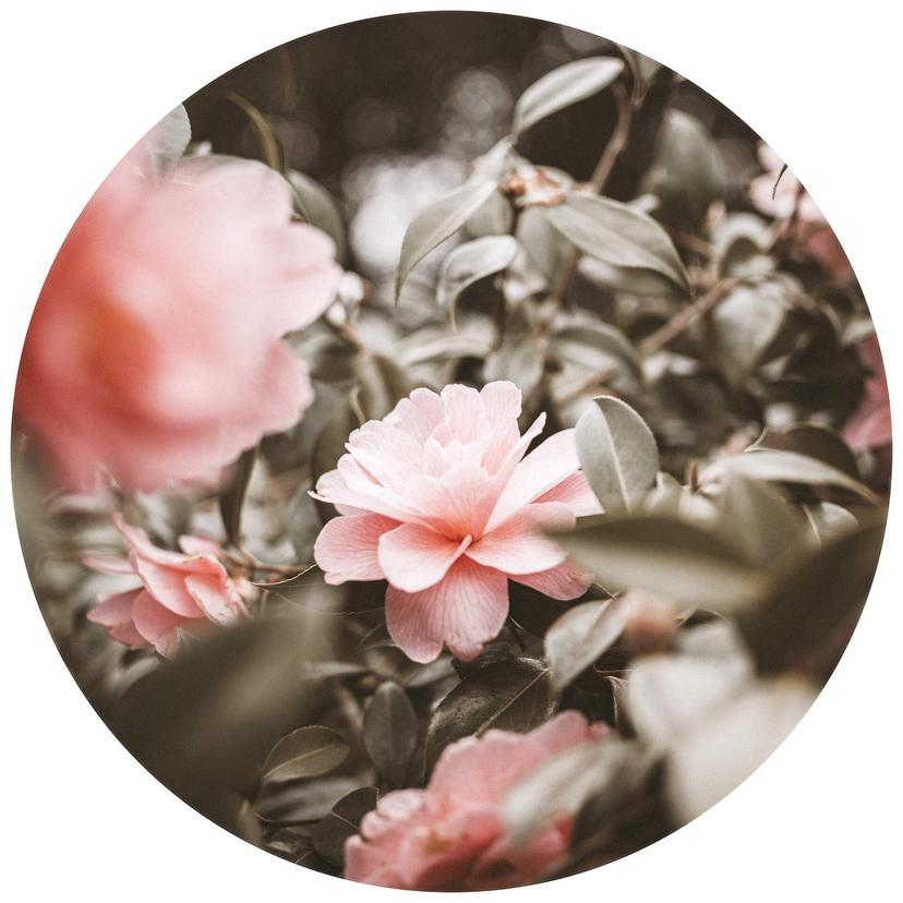 Annie - Rosenblomma - Fototapet, rund - non-woven tapet/självhäftande non-woven tapet