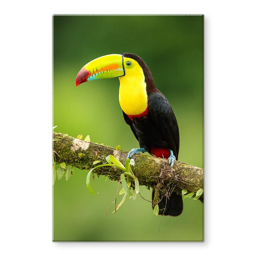 Tableau sur verre van Duijn - Tukan du pêcheur au Costa Rica