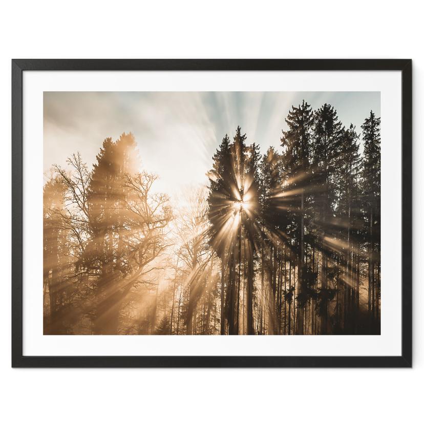 Naturplakat med lysstråler i skoven - Eisenmann