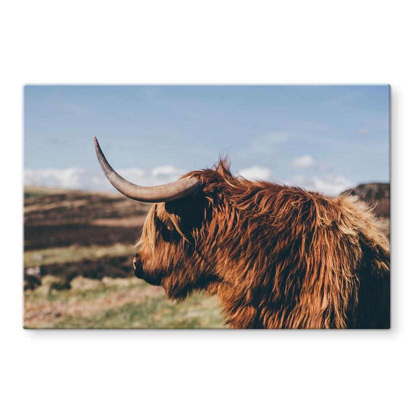 Pannello paraschizzi - Highland Cow 02