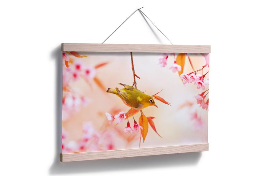 Poster - Cinguettio tra i fiori di ciliegio