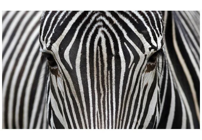 Sticker pour fenêtre : Zèbre