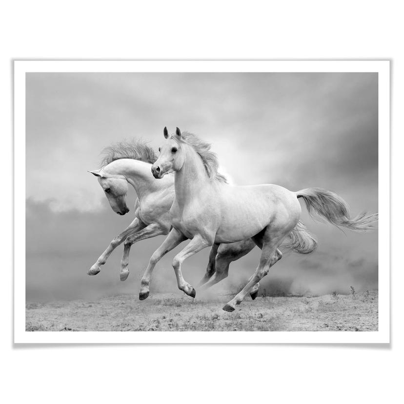 Poster - Chevaux au galop