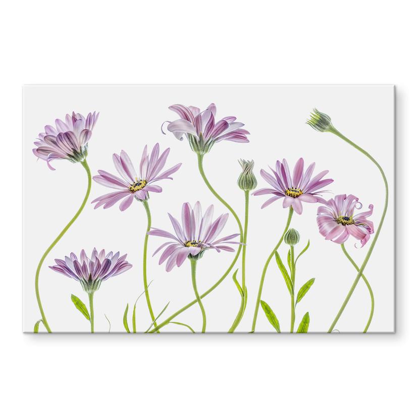 Akrylbillede Disher - Daisy