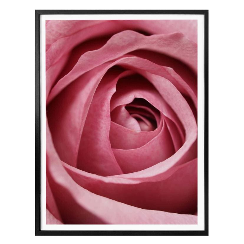 Plakat - Den rosa rose
