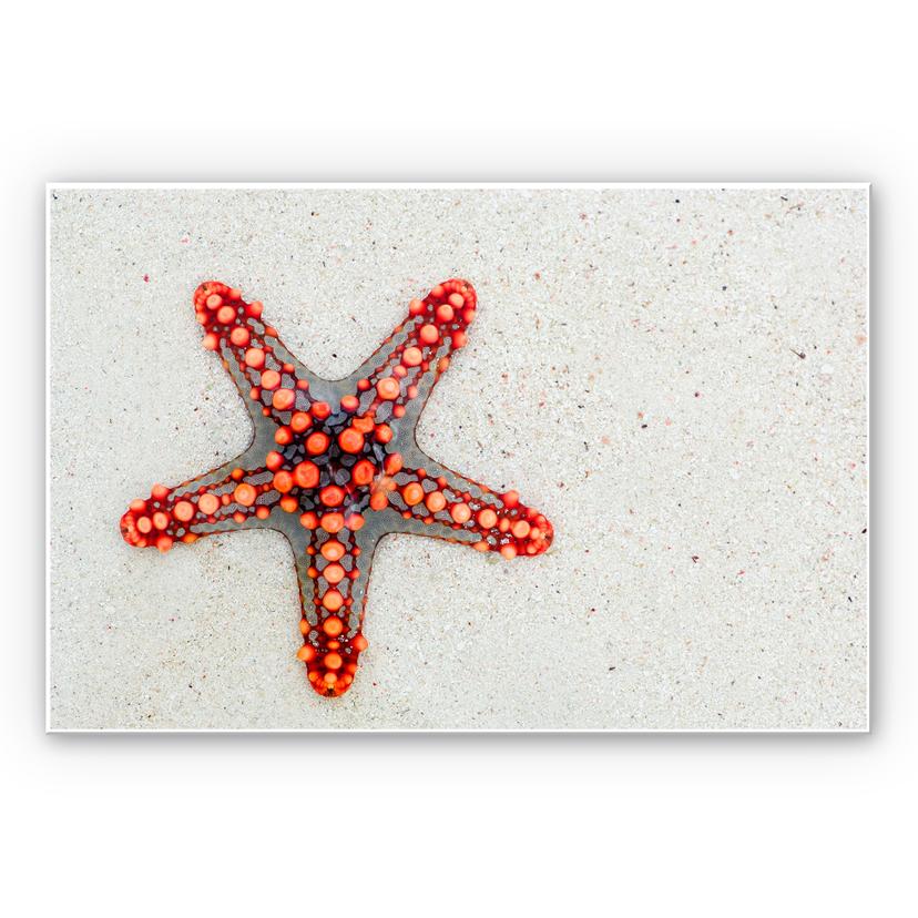 Tableau Forex - Étoile de mer lumineuse