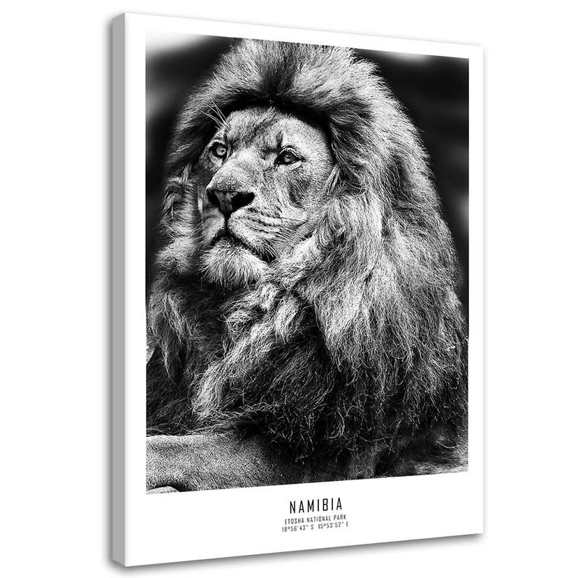Canvasbillede, Løve afrikansk dyr