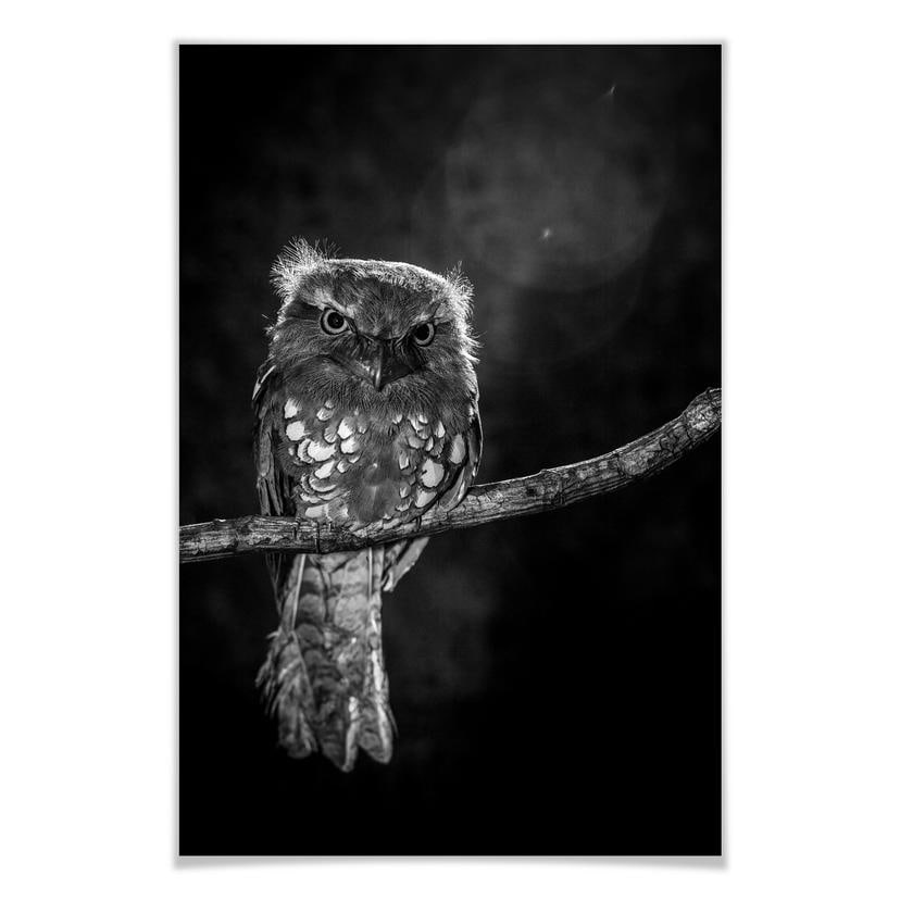 Poster Wilianto - Starinh Owl