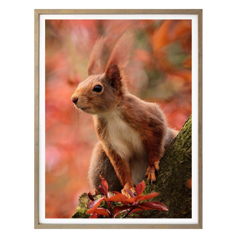 Póster - Ardilla 01