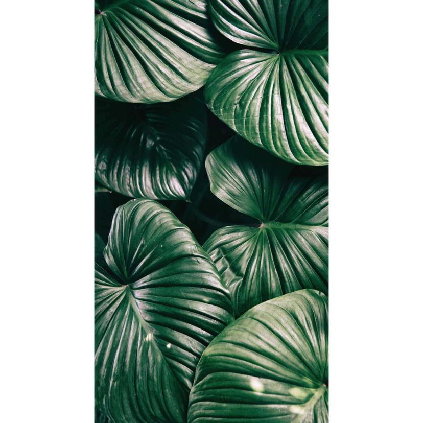 Fotomurale - Urban Jungle
