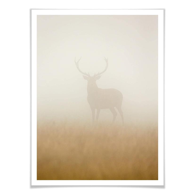 Poster Harling - Cervo nella nebbia