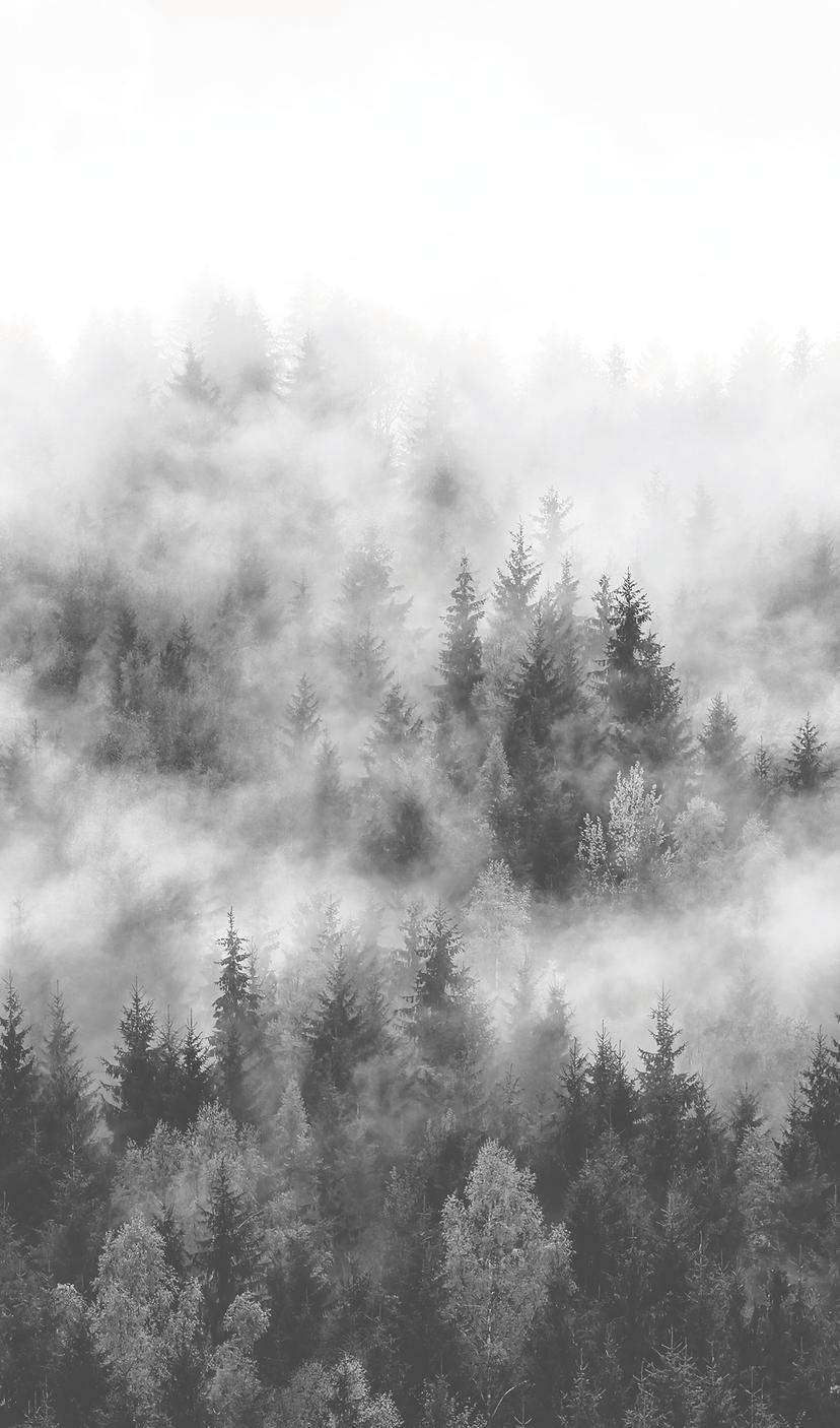 Foresta nella nebbia grigio, carta da parati Fiori 2,70 x 1,59 m