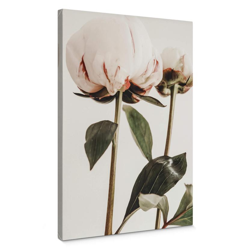 Lienzo 1X Estudio - Peonias