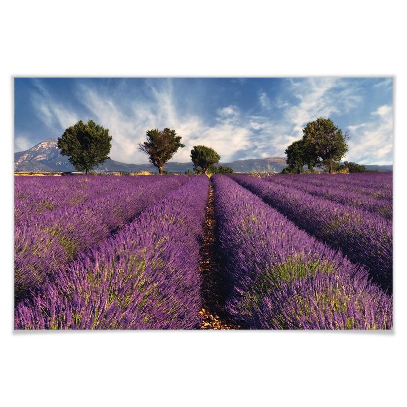 Poster - Champ de lavande