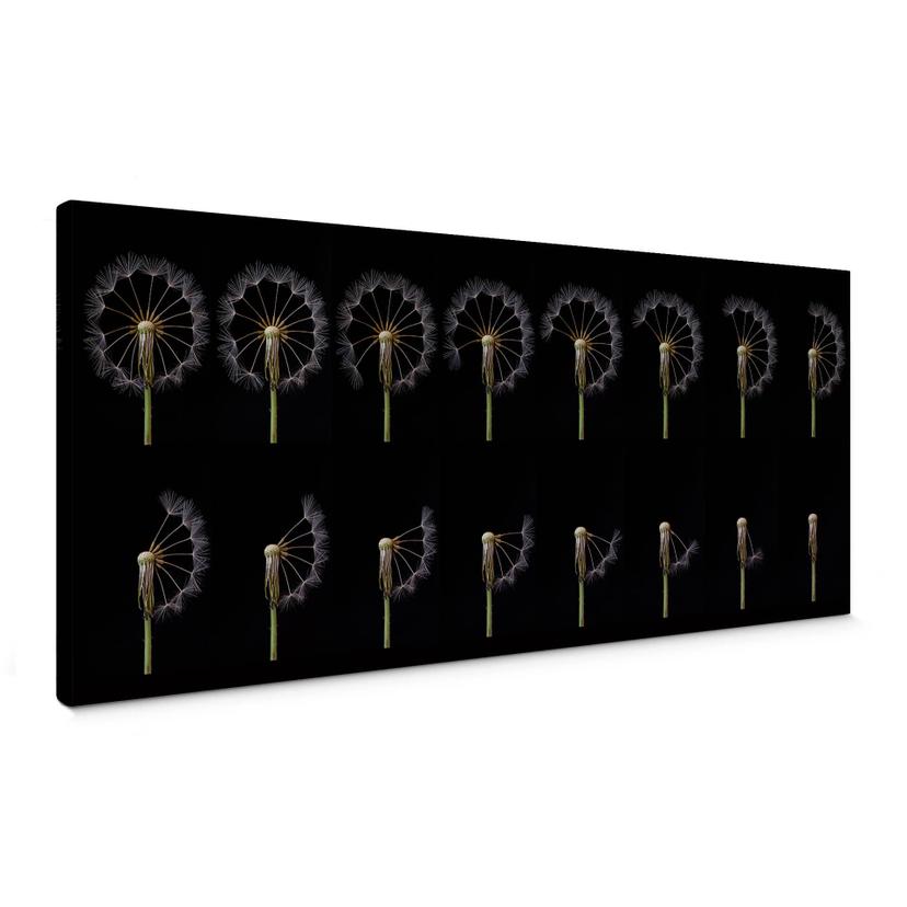 Canvas Lionse - Story of a Dandelion - Panorama