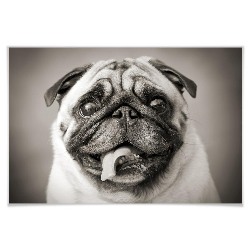 Poster - Chien bien aimé