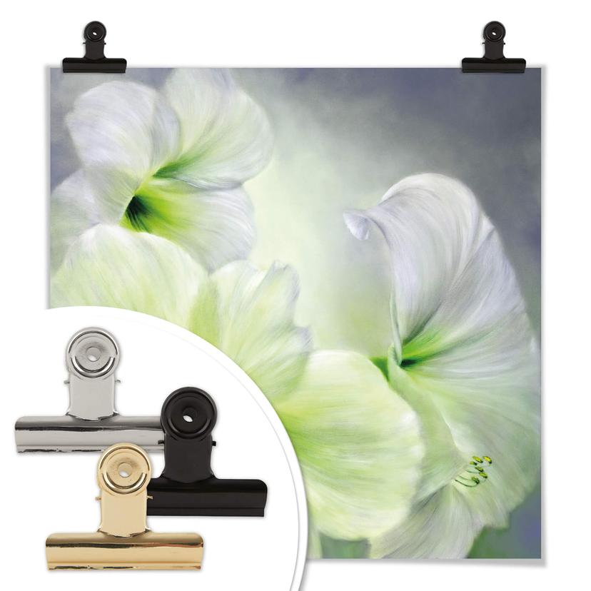 Poster Schmucker - Amaryllis blanc