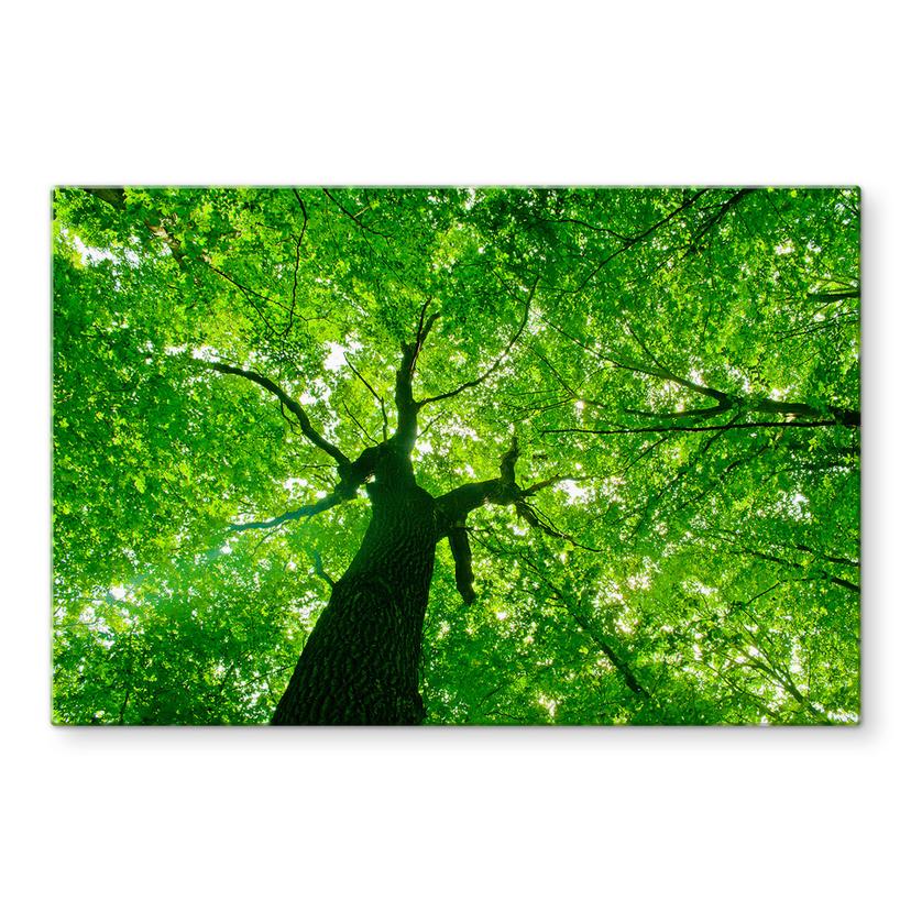 Pannello paraschizzi - Sotto gli alberi