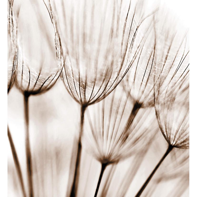 Fotomurale - Soffione