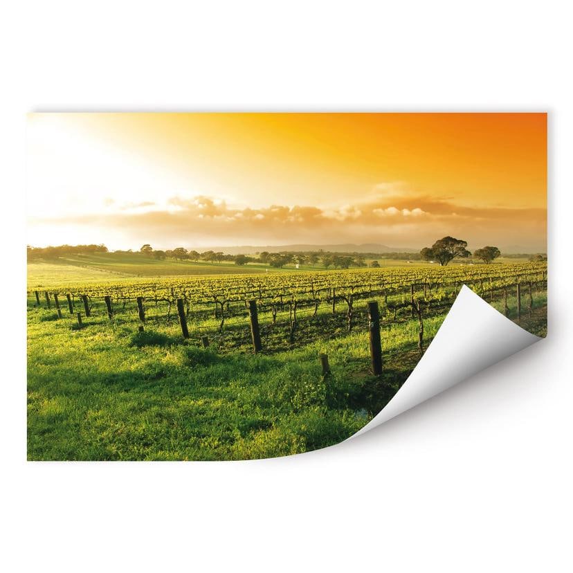 Poster autocollant - W -  Vignes au Coucher du Soleil