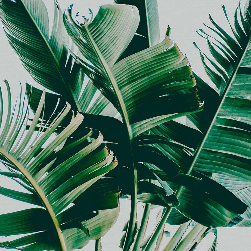 Carta da parati Nature PalmFronds1 in grigio-verde - Carta da parati in tessuto non tessuto Designwa