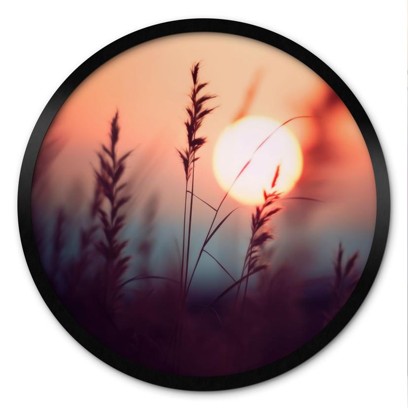 Plakat Græsser i lyset af den glødende sol - Treechild - Round