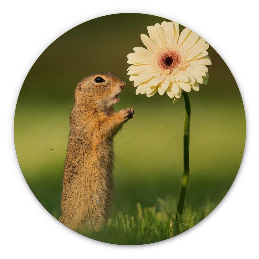 Cuadro de madera van Duijn - Gopher con gerbera - Redondo